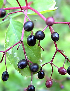 Sambucus nigra (Beeren), Schwarzer Holunder, Färbepflanze Sambucus nigra (Beeren), Schwarzer Holunder, Färbepflanze, Färberpflanze, Pflanzenfarben, färben, Klostergarten Seligenstadt